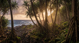La Forêt de Vacoas, La Réunion : marcher au frais sous les pandanus du Sud sauvage