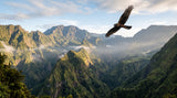 Le papangue, le dernier rapace de La Réunion : le busard de Maillard, gardien des cirques