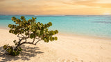 Plage des Raisins Clairs, Saint-François : la Guadeloupe à l'ombre des raisiniers