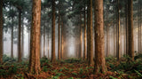 La forêt de cryptoméria de La Réunion : un Japon de brume dans les Hauts