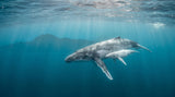 Baleine à bosse et son baleineau : pourquoi elles mettent bas dans l'océan Indien