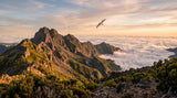 Le pétrel de Barau, l'oiseau qui niche sur le toit de La Réunion