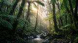 Forêt du Bras des Lianes, La Réunion : la forêt de brume de l'Est