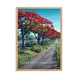 Affiche de La Réunion Allée des Flamboyants 50 × 70 cm / Oak - Univile La Réunion