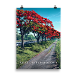 Affiche de La Réunion Allée des Flamboyants 50 × 70 cm / Sans cadre - Univile La Réunion