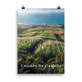 Poster Champs de Cannes Sans cadre 50 × 70 cm