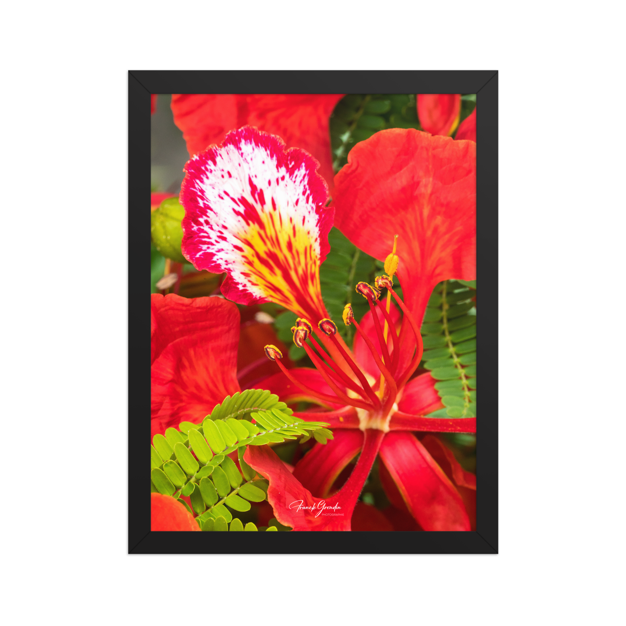Affiche de La Réunion Fleur de Flamboyant 30 × 40 cm / Noir - Univile La Réunion
