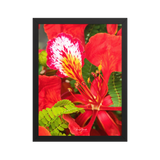 Affiche de La Réunion Fleur de Flamboyant 30 × 40 cm / Noir - Univile La Réunion