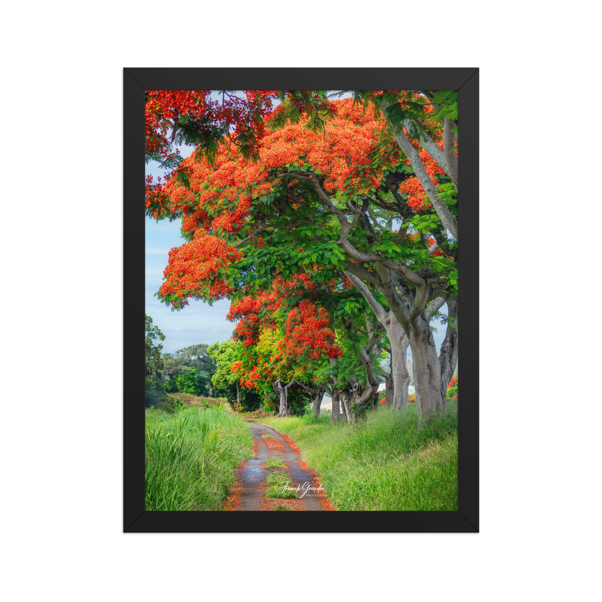 Affiche de La Réunion Allée de Flamboyant Tampon 30 × 40 cm / Noir - Univile La Réunion