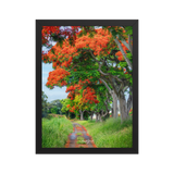 Affiche de La Réunion Allée de Flamboyant Tampon 30 × 40 cm / Noir - Univile La Réunion