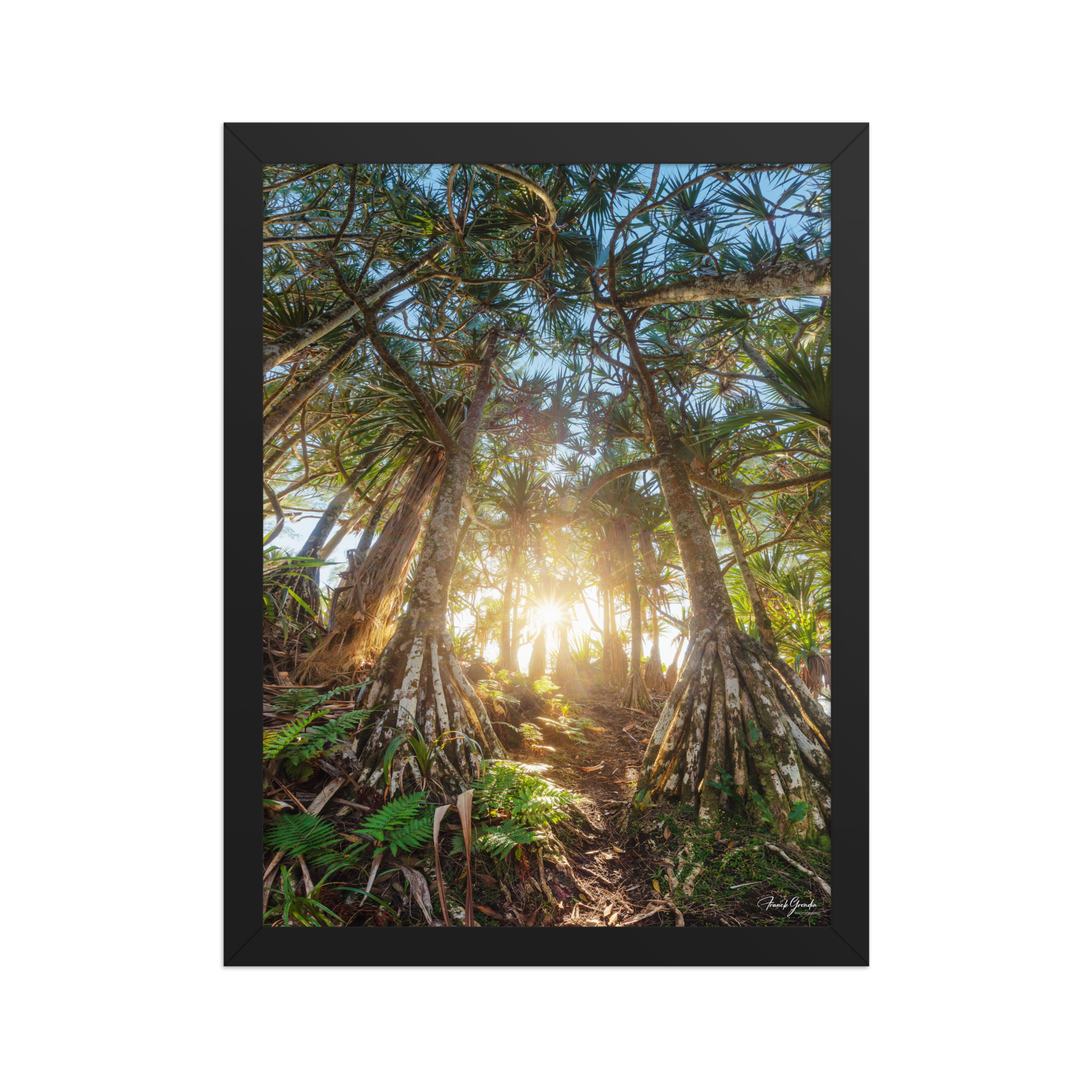 Affiche de La Réunion Forêt de Vacoas 30 × 40 cm / Noir - photographie Franck Grondin