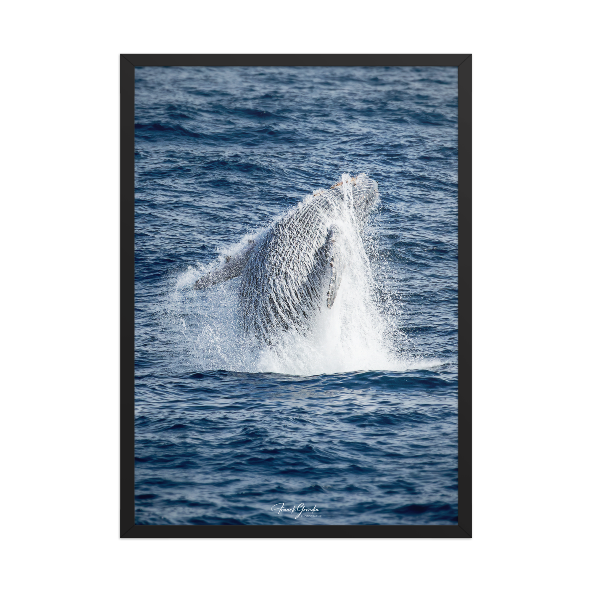 Affiche de La Réunion Baleine 50 × 70 cm / Noir - Univile La Réunion