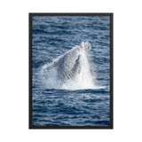 Affiche de La Réunion Baleine 50 × 70 cm / Noir - Univile La Réunion