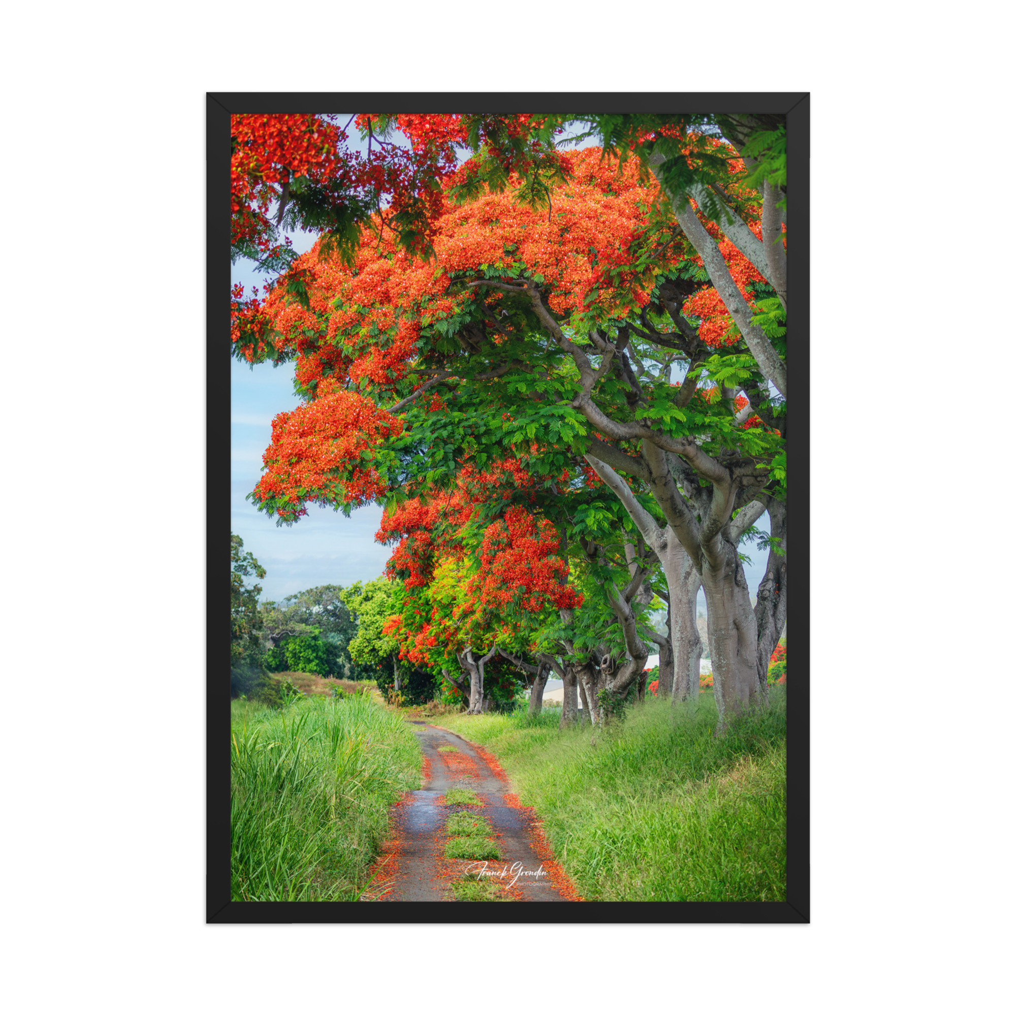 Affiche de La Réunion Allée de Flamboyant Tampon 50 × 70 cm / Noir - Univile La Réunion