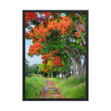Affiche de La Réunion Allée de Flamboyant Tampon 50 × 70 cm / Noir - Univile La Réunion