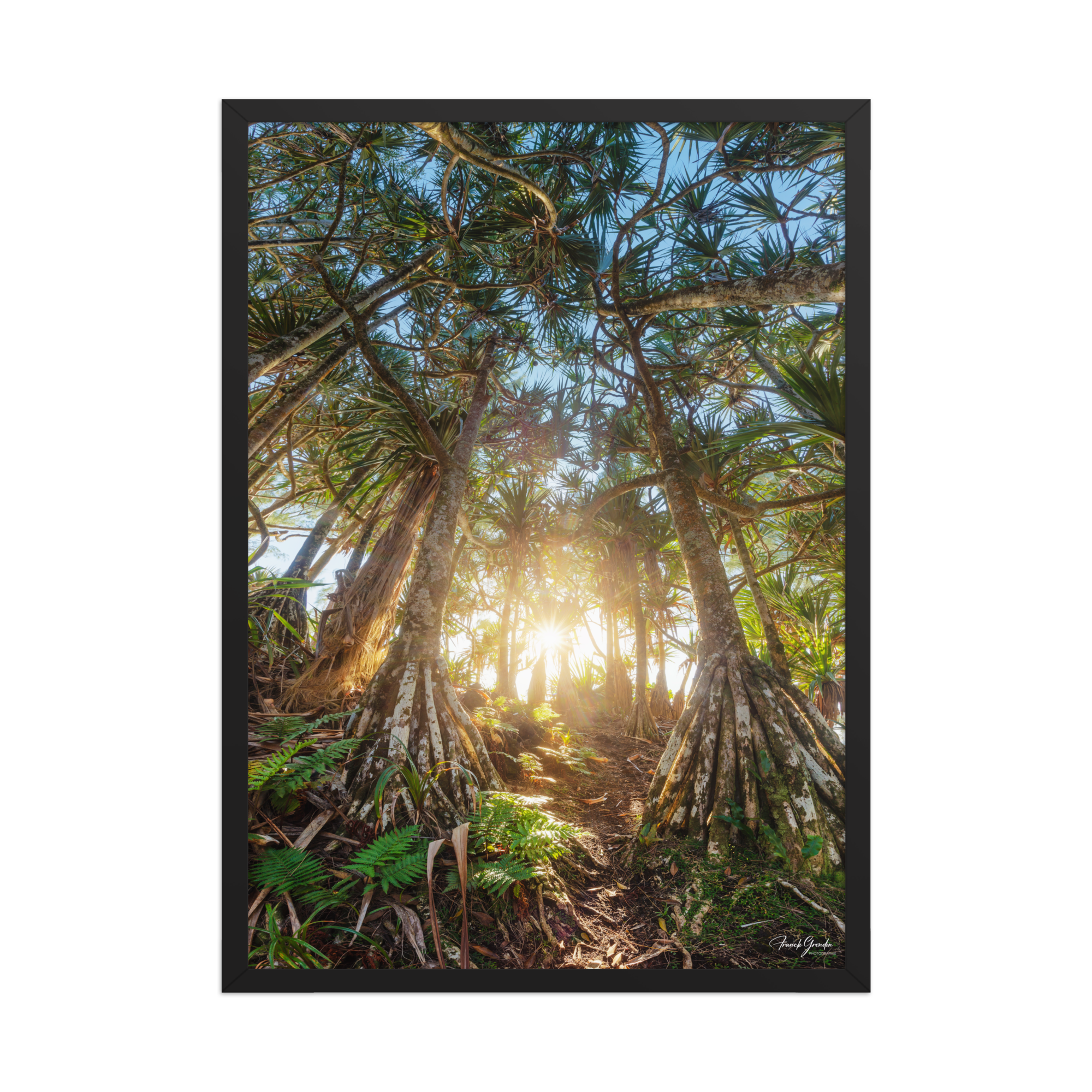 Affiche de La Réunion Forêt de Vacoas 50 × 70 cm / Noir - photographie Franck Grondin