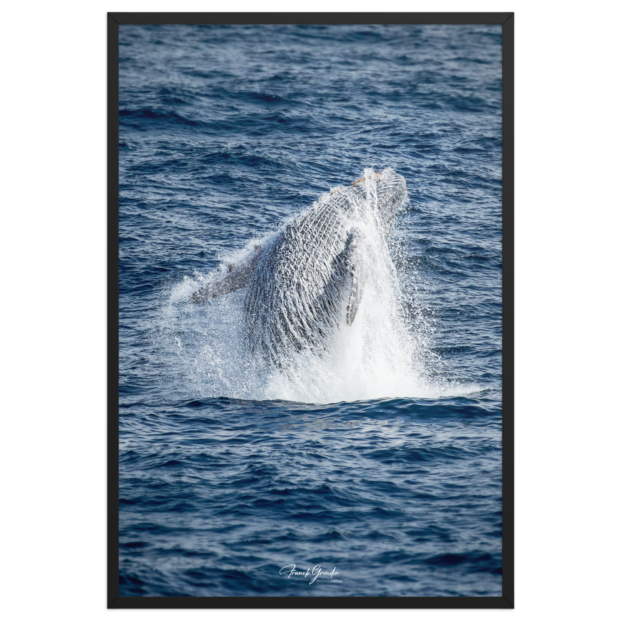 Affiche de La Réunion Baleine 61 × 91 cm / Noir - Univile La Réunion