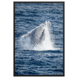 Affiche de La Réunion Baleine 61 × 91 cm / Noir - Univile La Réunion
