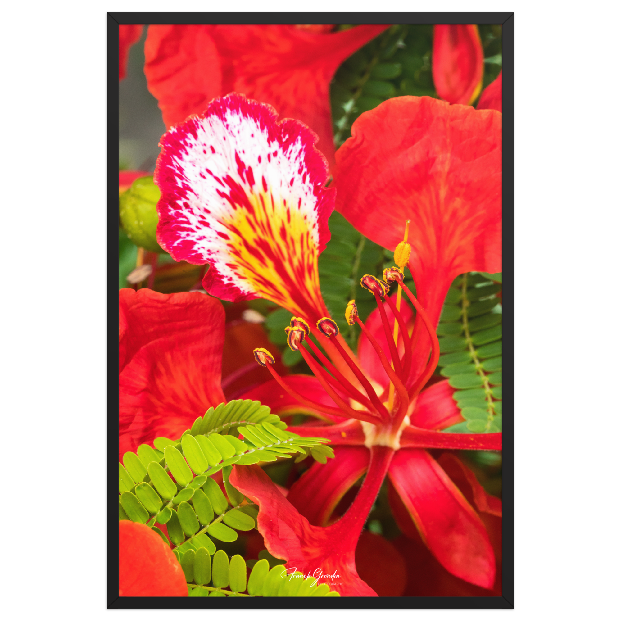 Affiche de La Réunion Fleur de Flamboyant 61 × 91 cm / Noir - Univile La Réunion