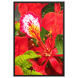 Affiche de La Réunion Fleur de Flamboyant 61 × 91 cm / Noir - Univile La Réunion