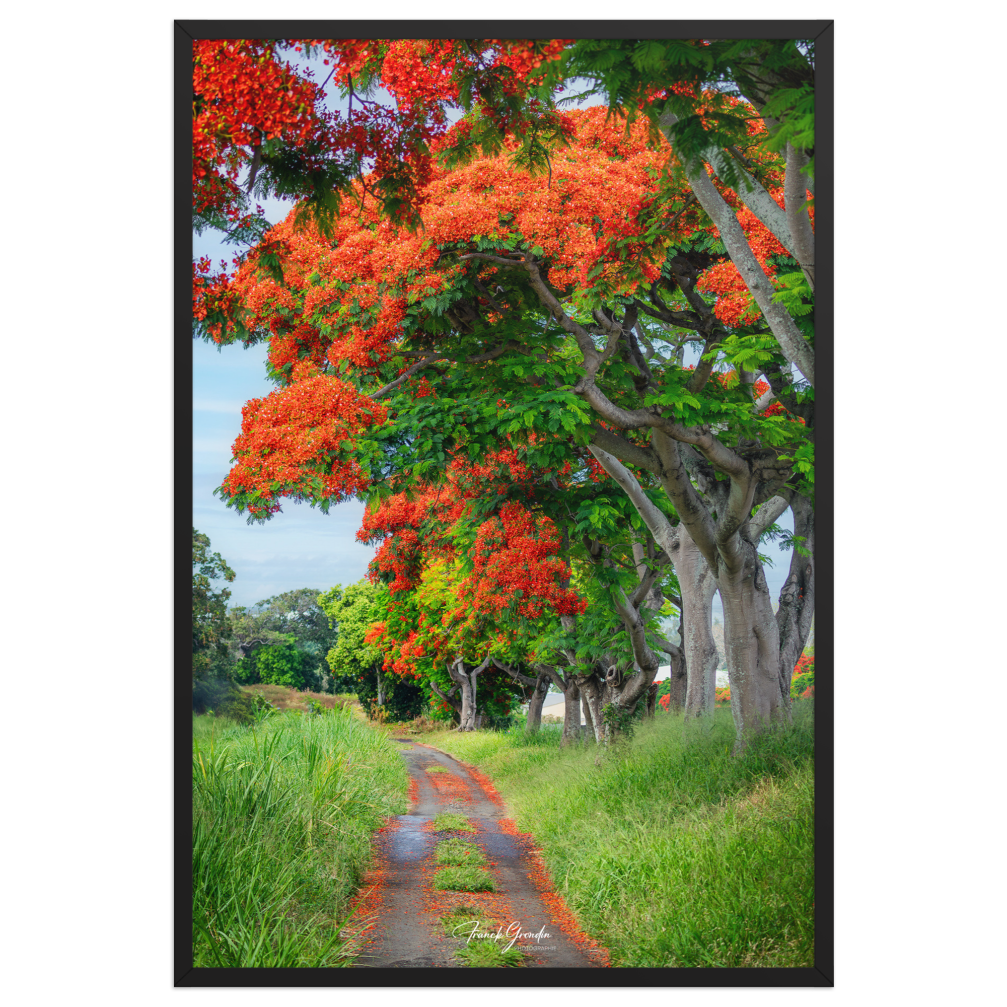 Affiche de La Réunion Allée de Flamboyant Tampon 61 × 91 cm / Noir - Univile La Réunion
