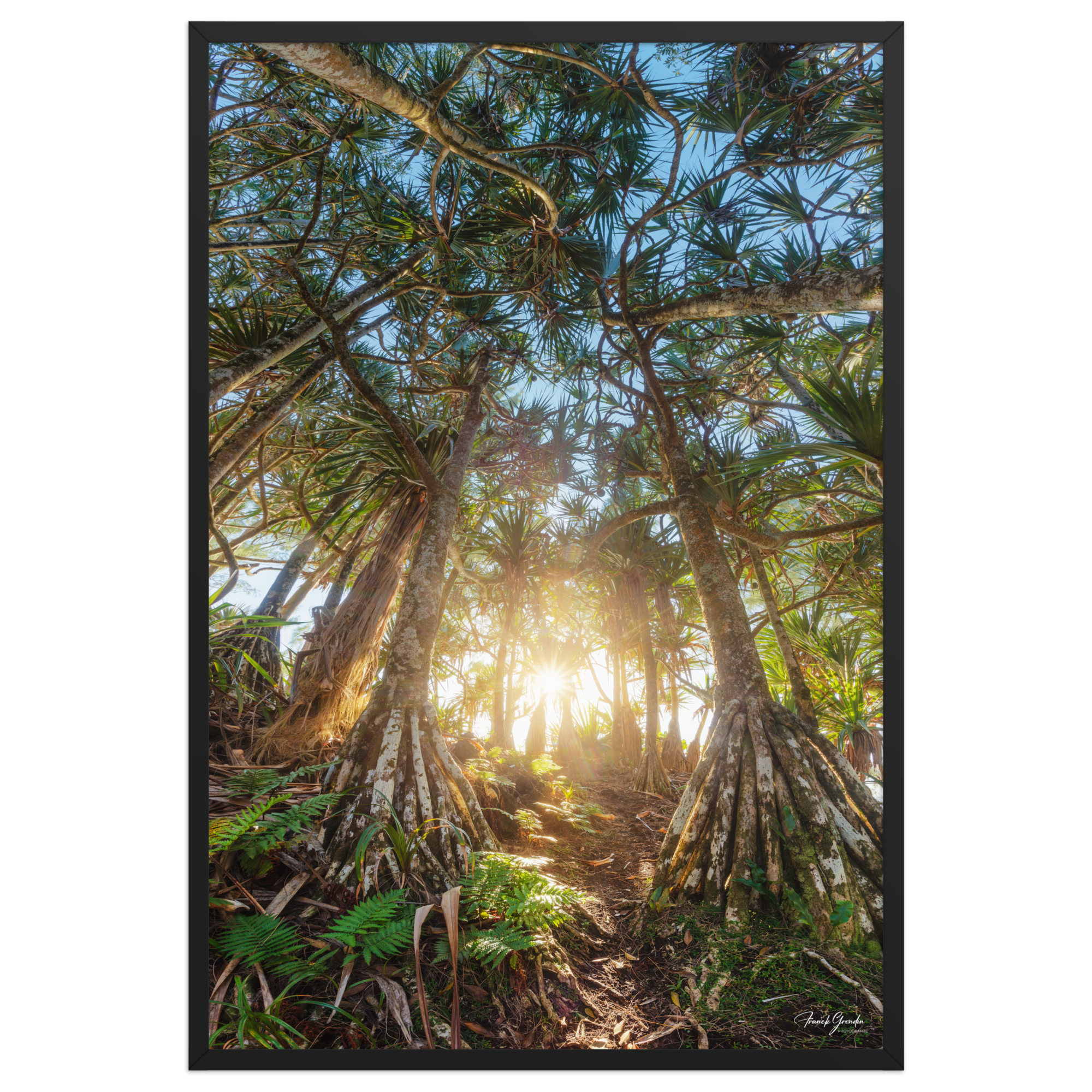 Affiche de La Réunion Forêt de Vacoas 61 × 91 cm / Noir - photographie Franck Grondin