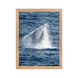 Affiche de La Réunion Baleine 30 × 40 cm / Oak - Univile La Réunion