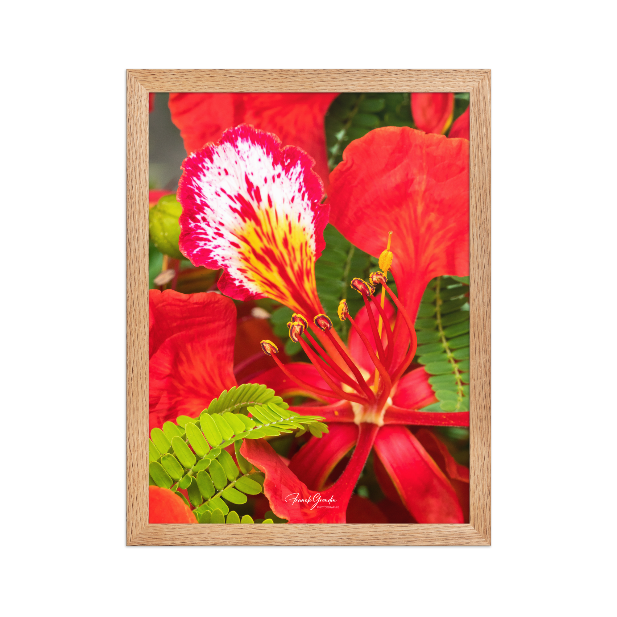 Affiche de La Réunion Fleur de Flamboyant 30 × 40 cm / Oak - Univile La Réunion