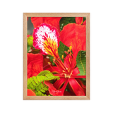 Affiche de La Réunion Fleur de Flamboyant 30 × 40 cm / Oak - Univile La Réunion