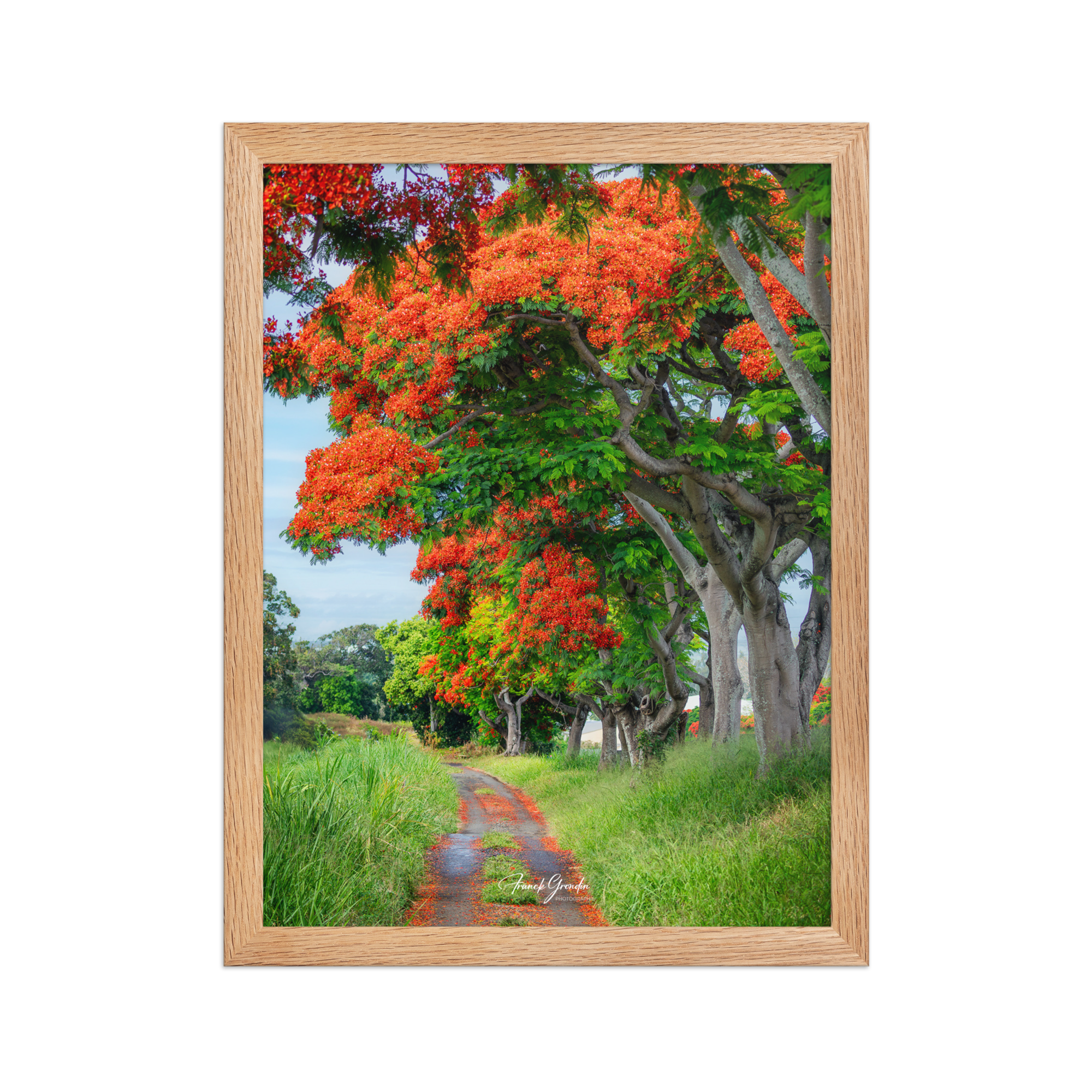 Affiche de La Réunion Allée de Flamboyant Tampon 30 × 40 cm / Oak - Univile La Réunion