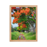 Affiche de La Réunion Allée de Flamboyant Tampon 30 × 40 cm / Oak - Univile La Réunion