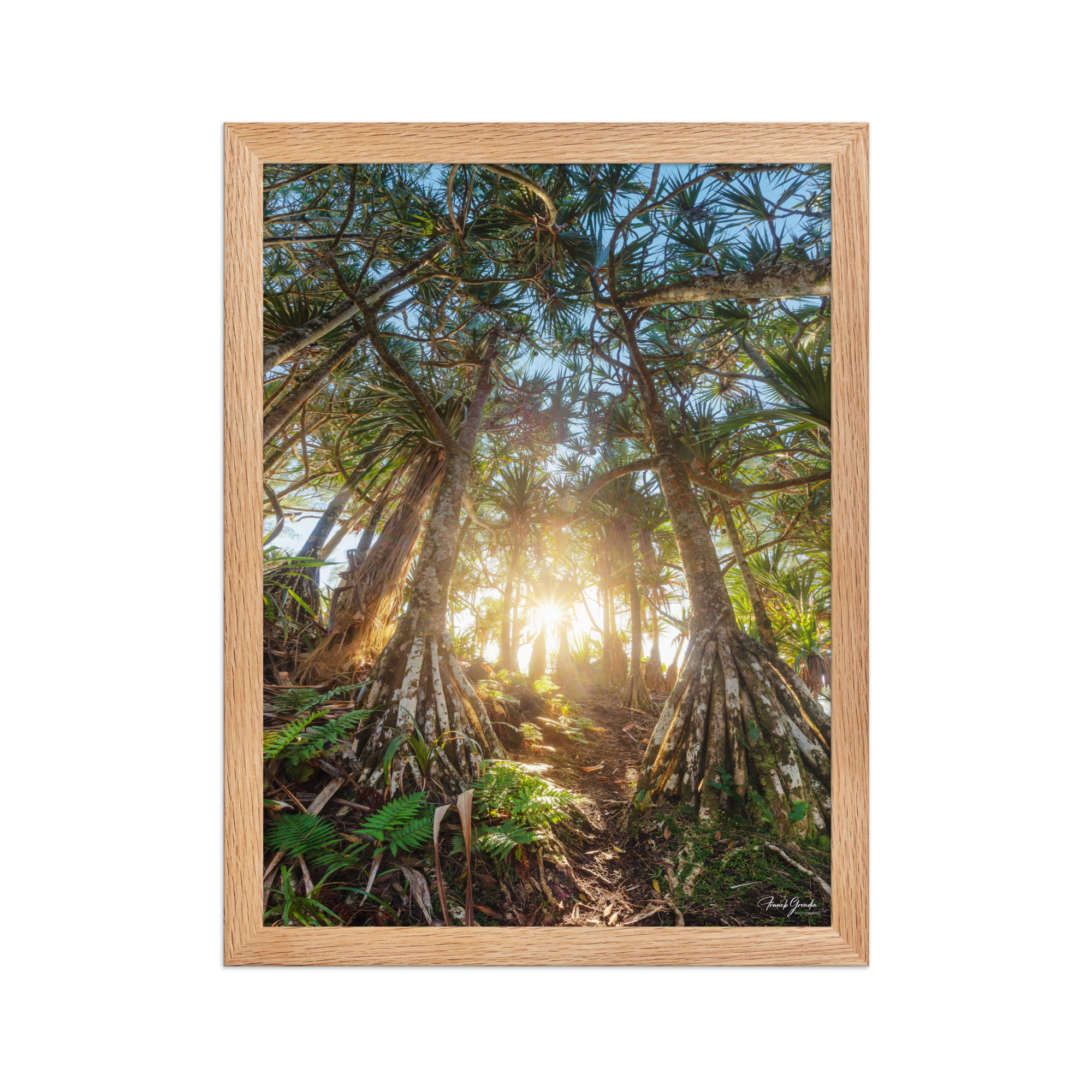 Affiche de La Réunion Forêt de Vacoas 30 × 40 cm / Oak - photographie Franck Grondin