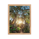 Affiche de La Réunion Forêt de Vacoas 30 × 40 cm / Oak - photographie Franck Grondin