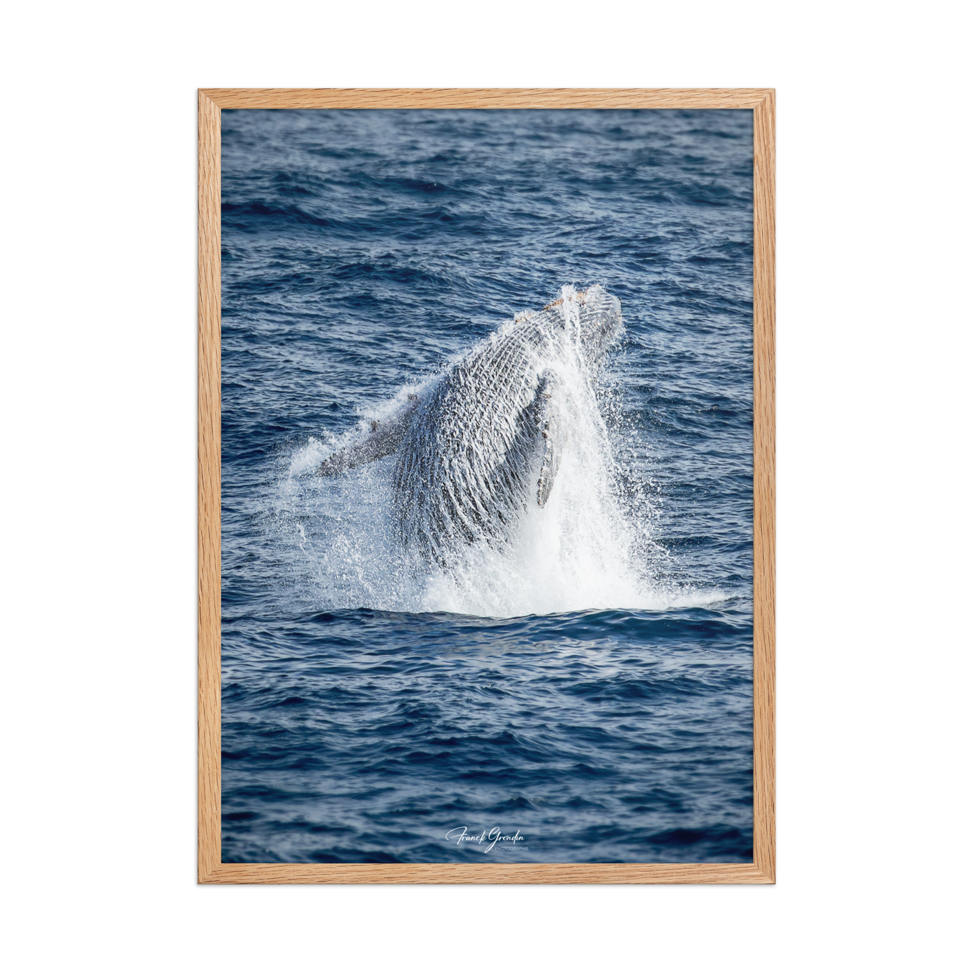 Affiche de La Réunion Baleine 50 × 70 cm / Oak - Univile La Réunion