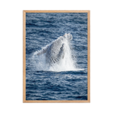 Affiche de La Réunion Baleine 50 × 70 cm / Oak - Univile La Réunion