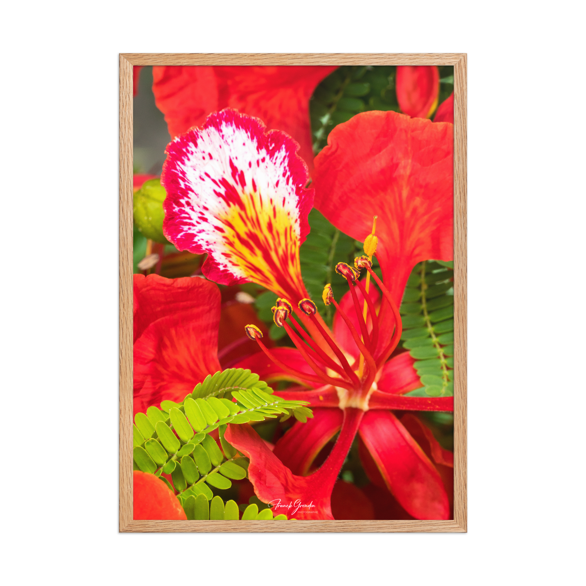 Affiche de La Réunion Fleur de Flamboyant 50 × 70 cm / Oak - Univile La Réunion