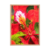 Affiche de La Réunion Fleur de Flamboyant 50 × 70 cm / Oak - Univile La Réunion