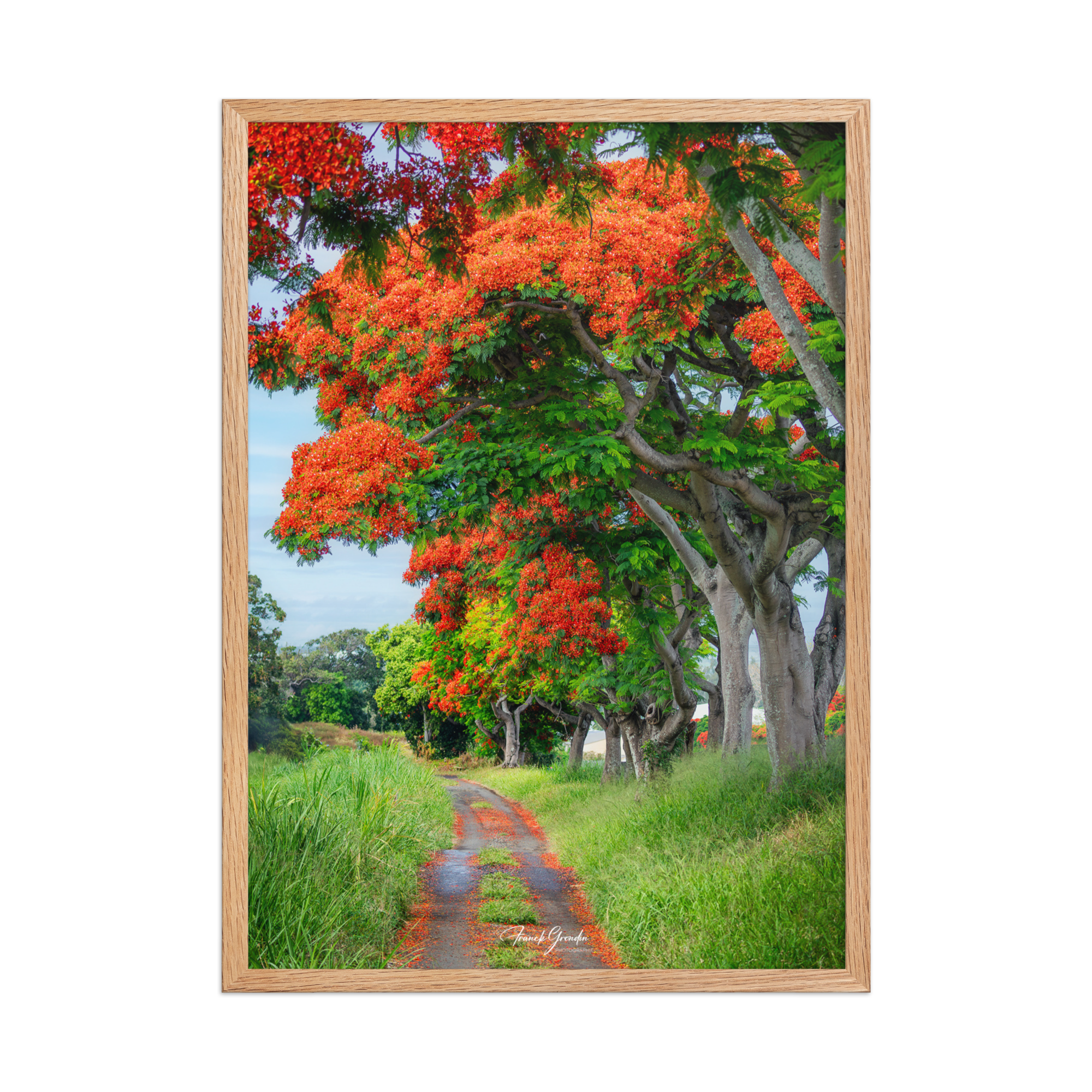 Affiche de La Réunion Allée de Flamboyant Tampon 50 × 70 cm / Oak - Univile La Réunion