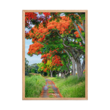 Affiche de La Réunion Allée de Flamboyant Tampon 50 × 70 cm / Oak - Univile La Réunion