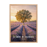 Affiche de Provence Le Chêne de Valensole 50 × 70 cm / Oak - Univile Provence