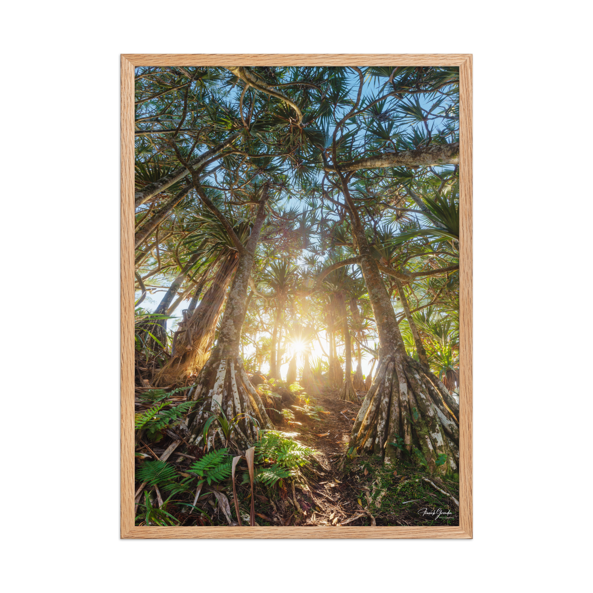Affiche de La Réunion Forêt de Vacoas 50 × 70 cm / Oak - photographie Franck Grondin