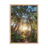 Affiche de La Réunion Forêt de Vacoas 50 × 70 cm / Oak - photographie Franck Grondin