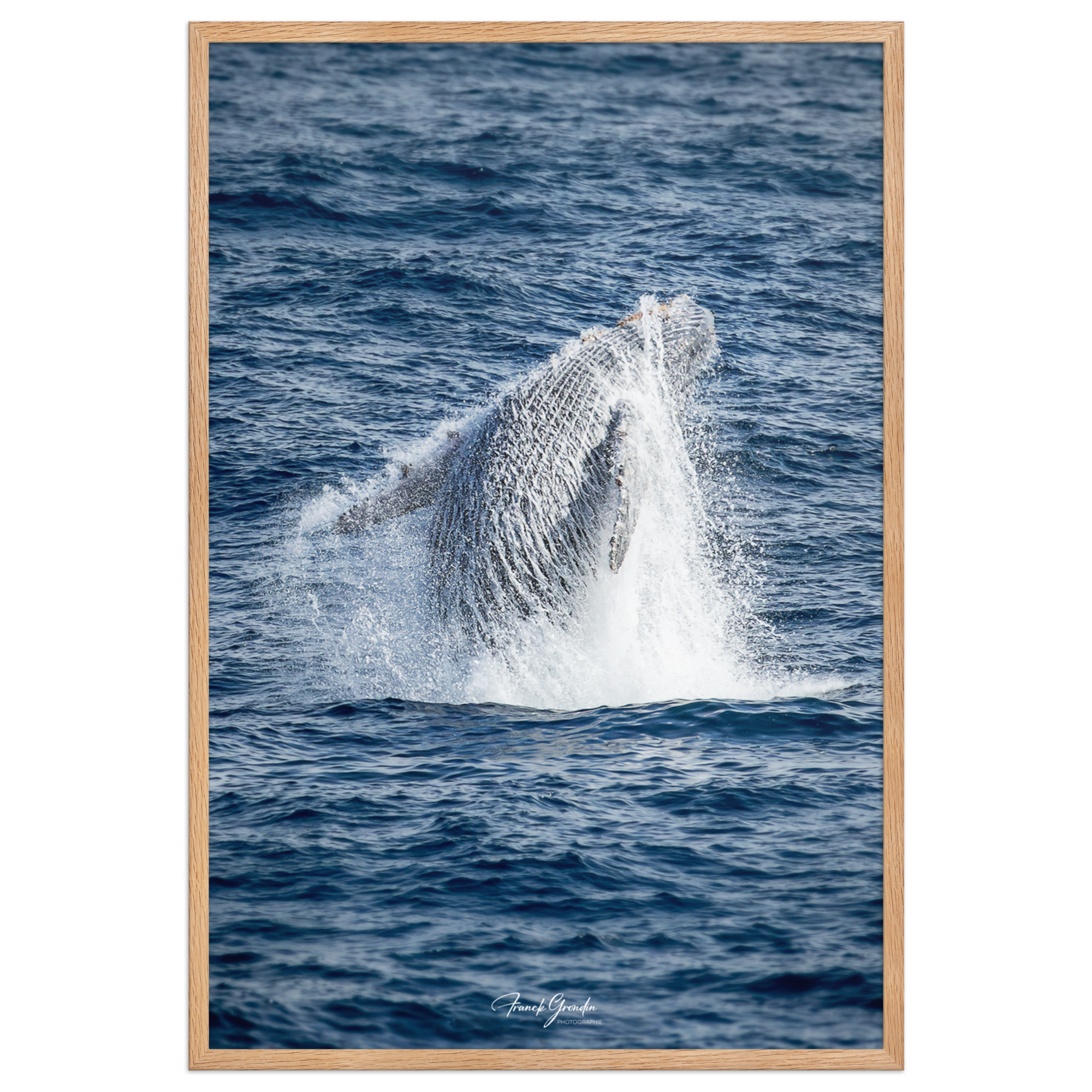 Affiche de La Réunion Baleine 61 × 91 cm / Oak - Univile La Réunion