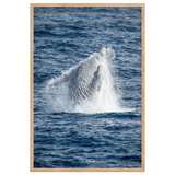 Affiche de La Réunion Baleine 61 × 91 cm / Oak - Univile La Réunion