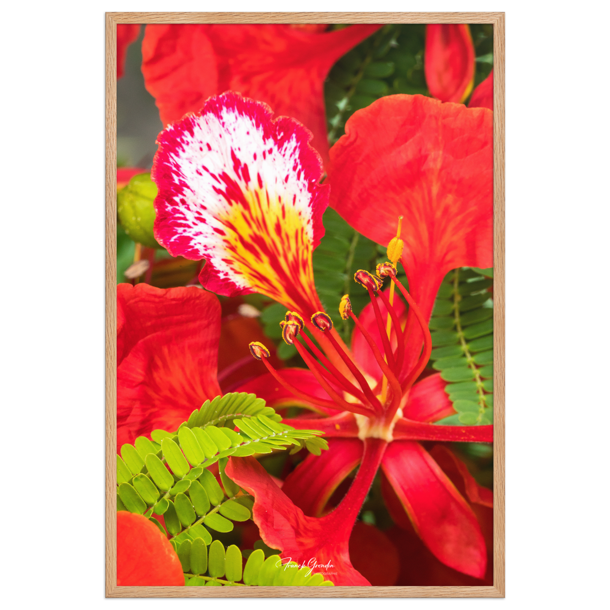 Affiche de La Réunion Fleur de Flamboyant 61 × 91 cm / Oak - Univile La Réunion