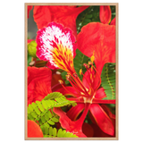 Affiche de La Réunion Fleur de Flamboyant 61 × 91 cm / Oak - Univile La Réunion