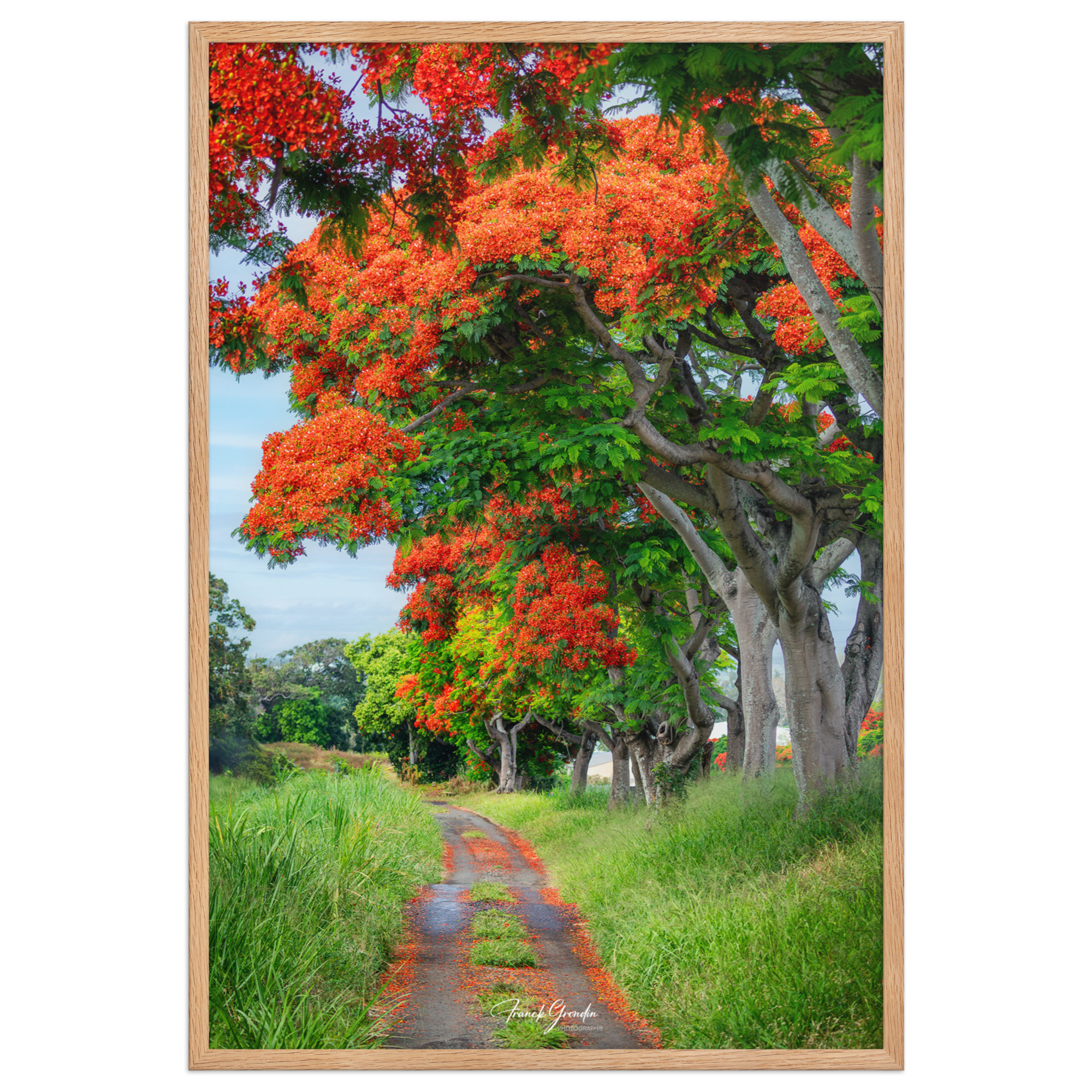 Affiche de La Réunion Allée de Flamboyant Tampon 61 × 91 cm / Oak - Univile La Réunion