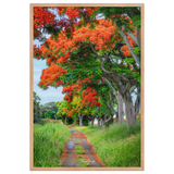 Affiche de La Réunion Allée de Flamboyant Tampon 61 × 91 cm / Oak - Univile La Réunion