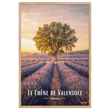 Affiche de Provence Le Chêne de Valensole 61 × 91 cm / Oak - Univile Provence