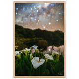 Affiche de La Réunion Arums du Piton de l'Eau 61 × 91 cm / Oak - photographie Franck Grondin